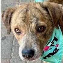 Thumbnail photo of Odie #1