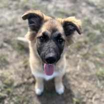 Thumbnail photo of Hutton #1