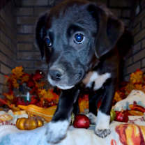 Thumbnail photo of Puppies #1