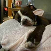 Thumbnail photo of Rye Bread #4