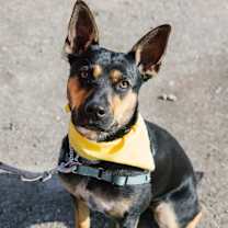 Thumbnail photo of Blue Dreier Local #2