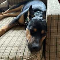 Thumbnail photo of Blue Dreier Local #1