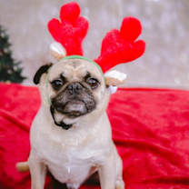 Thumbnail photo of Tobby #1