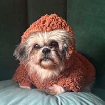 Thumbnail photo of Santana #4