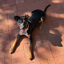 Thumbnail photo of Raven #3