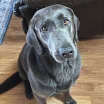 Thumbnail photo of Kimber #1