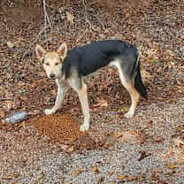 Thumbnail photo of Polaris #1