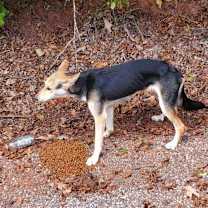 Thumbnail photo of Polaris #2