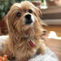 Thumbnail photo of Lily #1