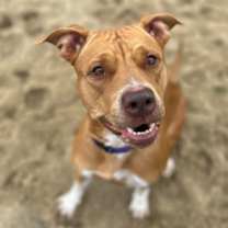 Thumbnail photo of Sunadae #3