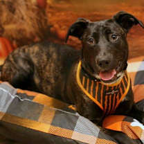 Thumbnail photo of Love Bug #1