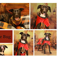 Thumbnail photo of Love Bug #2