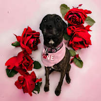 Thumbnail photo of Rory #2