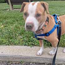 Thumbnail photo of Wilma adoption pending! #1