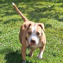 Thumbnail photo of Wilma adoption pending! #2