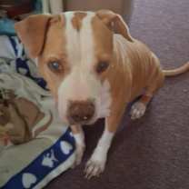 Thumbnail photo of Wilma adoption pending! #3