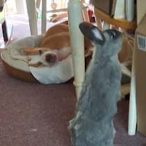 Thumbnail photo of Wilma adoption pending! #4