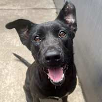 Thumbnail photo of Congee #2