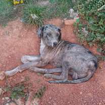 Thumbnail photo of Dane #1