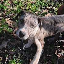 Thumbnail photo of Dane #2