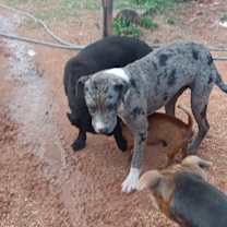 Thumbnail photo of Dane #3