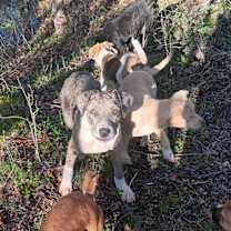 Thumbnail photo of Dane #4