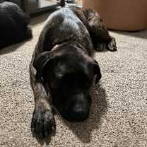 Thumbnail photo of Bear #1