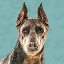 Thumbnail photo of Maverick #1