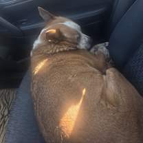 Thumbnail photo of Ruby #2