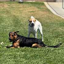 Thumbnail photo of Calli #4