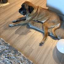 Thumbnail photo of Lucy #2