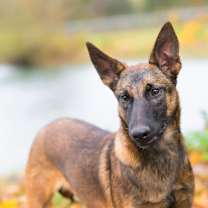 Thumbnail photo of Brewer #3