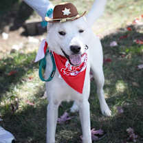 Thumbnail photo of Fairy Woods - Rowan #1