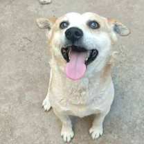 Thumbnail photo of Thor #1