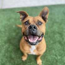 Thumbnail photo of Bruiser #1