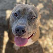 Thumbnail photo of CLYDE #4