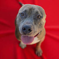 Thumbnail photo of CLYDE #1