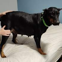 Thumbnail photo of Marilyn Monroe #3