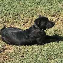 Thumbnail photo of Sonny #4