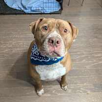 Thumbnail photo of Bishop #2