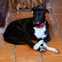 Thumbnail photo of Ollie #1