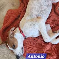 Thumbnail photo of Antonio #3