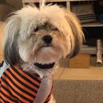 Thumbnail photo of Yoshi #1