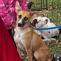 Thumbnail photo of Cricket  #1