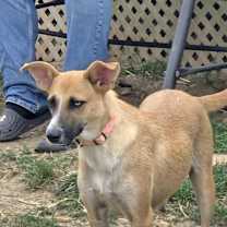 Thumbnail photo of Cricket  #3