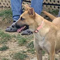 Thumbnail photo of Cricket  #4