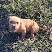 Thumbnail photo of Benny #3