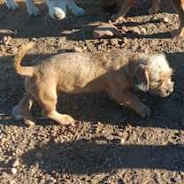 Thumbnail photo of Benny #4