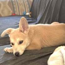 Thumbnail photo of Nala #3