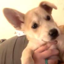 Thumbnail photo of Nala #4